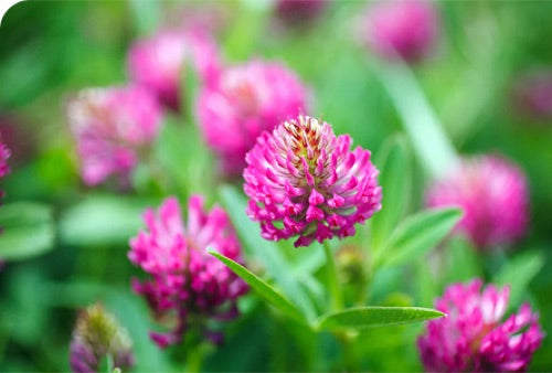Red Clover
